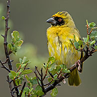 Maskerwever (Ploceus velatus) mannetje in struik in het Nationaal park Karoo, Zuid-Afrika

