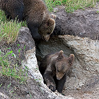 Twee jongen van Europese bruine beer (Ursus arctos) spelend aan ingang hol, Zweden 
