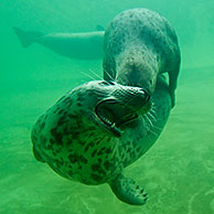 Grijze zeehond / kegelrob (Halichoerus grypus) zwemmend onderwater, Duitsland
