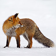 Vos (Vulpes vulpes) met dikke pels tegen de koude, jagend in de sneeuw in winter
