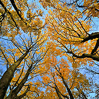 Noorse esdoorn (Acer platanoides) in herfstkleuren, België
