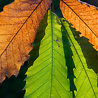 Herfstbladeren van Tamme kastanje (Castanea sativa), België
