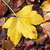 Gevallen esdoornblad (Acer pseudoplatanus) tussen beukenbladeren (Fagus sylvatica) in herfstkleuren, Ardennen, België
