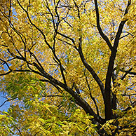 Bomen in gele herfstkleuren
