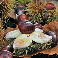 Open doosvruchten / bolsters en noten van tamme kastanje (Castanea sativa), België
