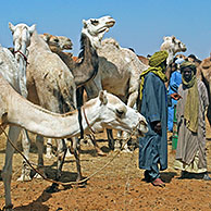 Dromedarissen (Camelus dromedaries) op kamelenmarkt in Zinder, Niger, Afrika
