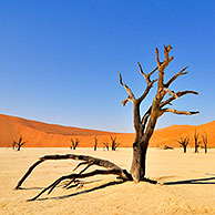 Dode Acacia erioloba bomen in Dodevlei / Deadvlei, een witte kleivlakte in het Namib-Naukluft Nationaal Park, Namibië 
 
