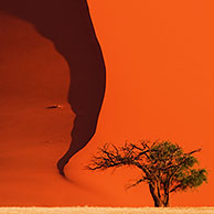 Boom voor rode zandduin van de Sossusvlei / Sossus Vlei in de Namib woestijn, Namibië

