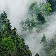 Dennenbos in de mist, Pyreneeën, Frankrijk
