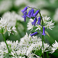 Wilde hyacint (Scilla non-scripta / Endymion nonscriptus / Hyacinthoides non-scripta) tussen daslook (Allium ursinum) in lente bos, Halerbos, België
