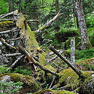 Omgevallen en gebroken boomstammen, bedekt met mos liggen te rotten en vormen ideaal biotoop voor ongewervelden in bos, Pyreneeën, Frankrijk

