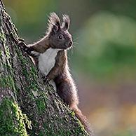 Rode eekhoorn (Sciurus vulgaris) in bos in de herfst