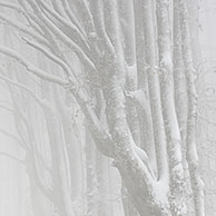 Met sneeuw bedekt Beukenbos (Fagus sylvatica) in mist in winter, Frankrijk

