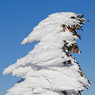 Bevroren sparren bedekt met sneeuw in de winter in het Nationaal Park Harz, Duitsland

