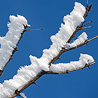 Takken van boom bedekt met rijp en sneeuw in winter
