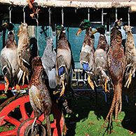 Kar met geschoten wild - wilde eend, fazant, houtduif, haas - tijdens het Sint-Hubertusfeest / Sint-Hubertusviering te Brasschaat, België
