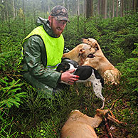 Drijver met geschoten ree (Capreolus capreolus) en jachthonden in bos, Ardennen, België
