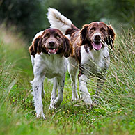 Drentsche Patrijshond (Canis lupus familiaris) in veld, Nederland
