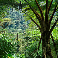 Reuzenvarens in nevelwoud, Tapanti NP, Costa Rica
