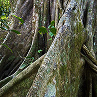 Steunwortel van vijgenboom (Ficus sp.), Manuel Antonio NP, Costa Rica
