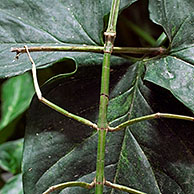 Wandelende tak (Phasmatoptera), Costa Rica
