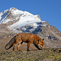 Rode vos (Vulpes vulpes) in de bergen van de Alpen in de herfst, Gran Paradiso NP, Italië
