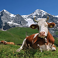De Eiger en Alpenkoe (Bos taurus) met koebel rustend in Alpenweide in de Zwitserse Alpen, Zwitserland

