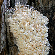 Kammetjesstekelzwam (Hericium coralloides) op boomstam, Duitsland

