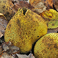 Gele aardappelbovist (Scleroderma citrinum), België
