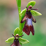 Vliegenorchis (Ophrys insectifera), La Brenne, Frankrijk
