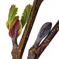 Knoppen en ontluikende bladeren van de zwarte els (Alnus glutinosa) in de lente, België
