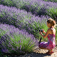 Toeriste fotografeert lavendelveld (Lavendula sp.) in de Provence, Frankrijk
