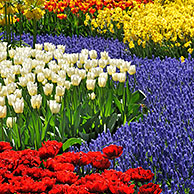 Bloemperk met kleurrijke tulpen, hyacinten en narcissen in bloementuin van Keukenhof, Nederland
