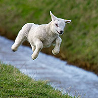 Texelse schaap (Ovis aries) lammetjes springen en spelen in weiland, Texel, Nederland
