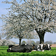 Koeien (Bos taurus) rusten in bloeiende boomgaard van zoete kers (Prunus avium / Cerasus avium), Haspengouw, België
