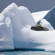 Krabbeneter / krabbenrob (Lobodon carcinophagus) rustend op ijsberg, Trinity Eiland, Antarctica
