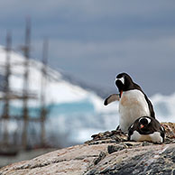 Ezelspinguïns (Pygoscelis papua) en het zeilschip Europa, een Nederlandse bark te Port Charcot, Wilhelm Archipel, Antarctica
 