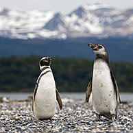 Magallanes pinguïns / Magelhaenpinguïns (Spheniscus magellanicus) op Isla Yecapasela, Estancia Harberton, Ushuaia, Argentinië
 