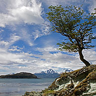 Alleenstaande boom in het Tierra del Fuego Nationaal Park, Patagonië, Argentinië
