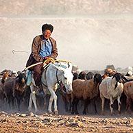 Turkmeense herder op ezel met kudde schapen in de Karakumwoestijn in Turkmenistan