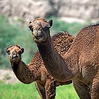 Dromedaris (Camelus dromedarius) met jong in de Karakumwoestijn, Turkmenistan