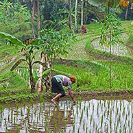 Indonesische vrouw plant rijst in rijstveld op heuvelrug van Mount Gede / Gunung Gede volkaan, West Java, Indonesië