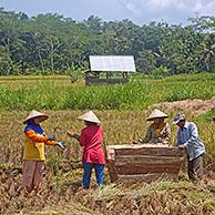 Indonesische landbouwers oogsten rijst op rijstveld in het Garut district op Java, Indonesië
