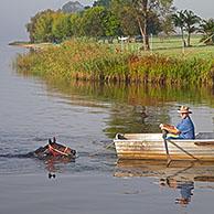 Paardentrainer in roeiboot met zwemmend wedstrijdpaard in de Clarence River, Grafton, New South Wales, Australië