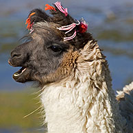 Lama (Lama glama) met kwastjes in de oren aan het zoutmeer Laguna Colorada op de Altiplano, Bolivia
