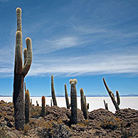 Cactussen (Echinopsis atacamensis / Trichocereus pasacana) op de Isla de los Pescadores, Salar de Uyuni, Altiplano Bolivia
