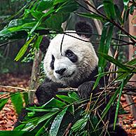 Reuzenpanda (Ailuropoda melanoleuca) eet bamboe in het onderzoekscentrum Chengdu Research Base of Giant Panda Breeding / Chengdu Panda Base, Sichuan provincie, China