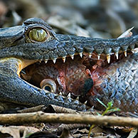 Brilkaaiman (Caiman crocodilus) met vis, Carara NP, Costa Rica
