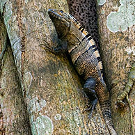 Zwarte leguaan (Ctenosaura similis) in vijgenboom, Carara NP, Costa Rica