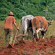 Cubaanse boer ploegt veld met ossen op tabaksplantage in de Viñales Vallei / Valle de Viñales, Sierra de los Organos, Pinar del Río, Cuba